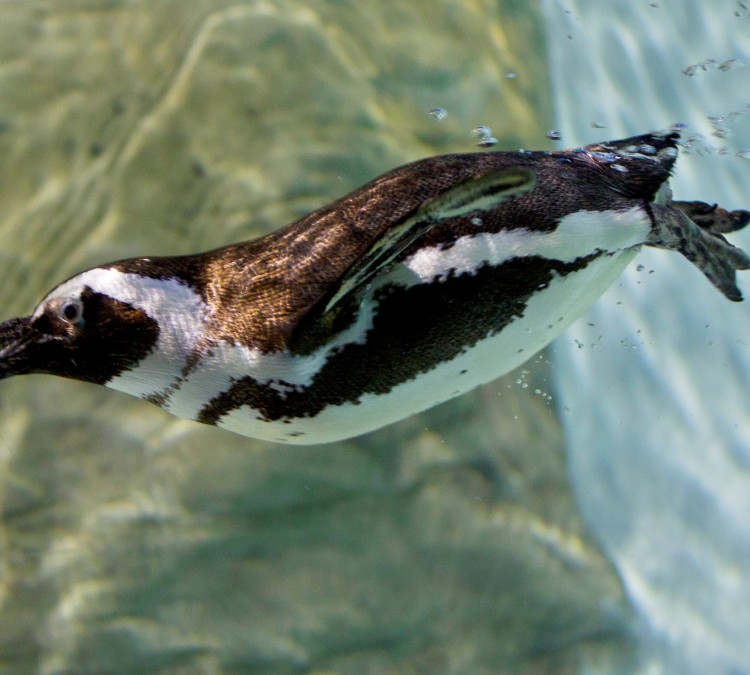 penguin-photo